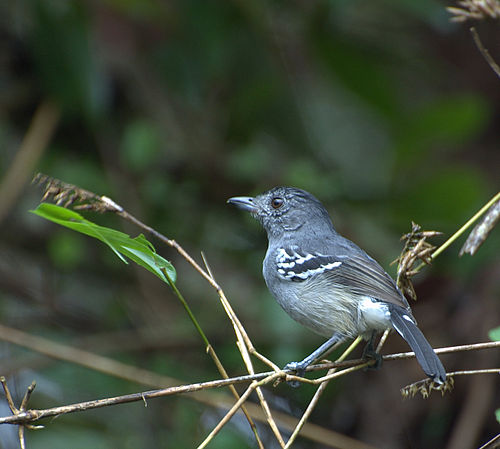 Variable antshrike